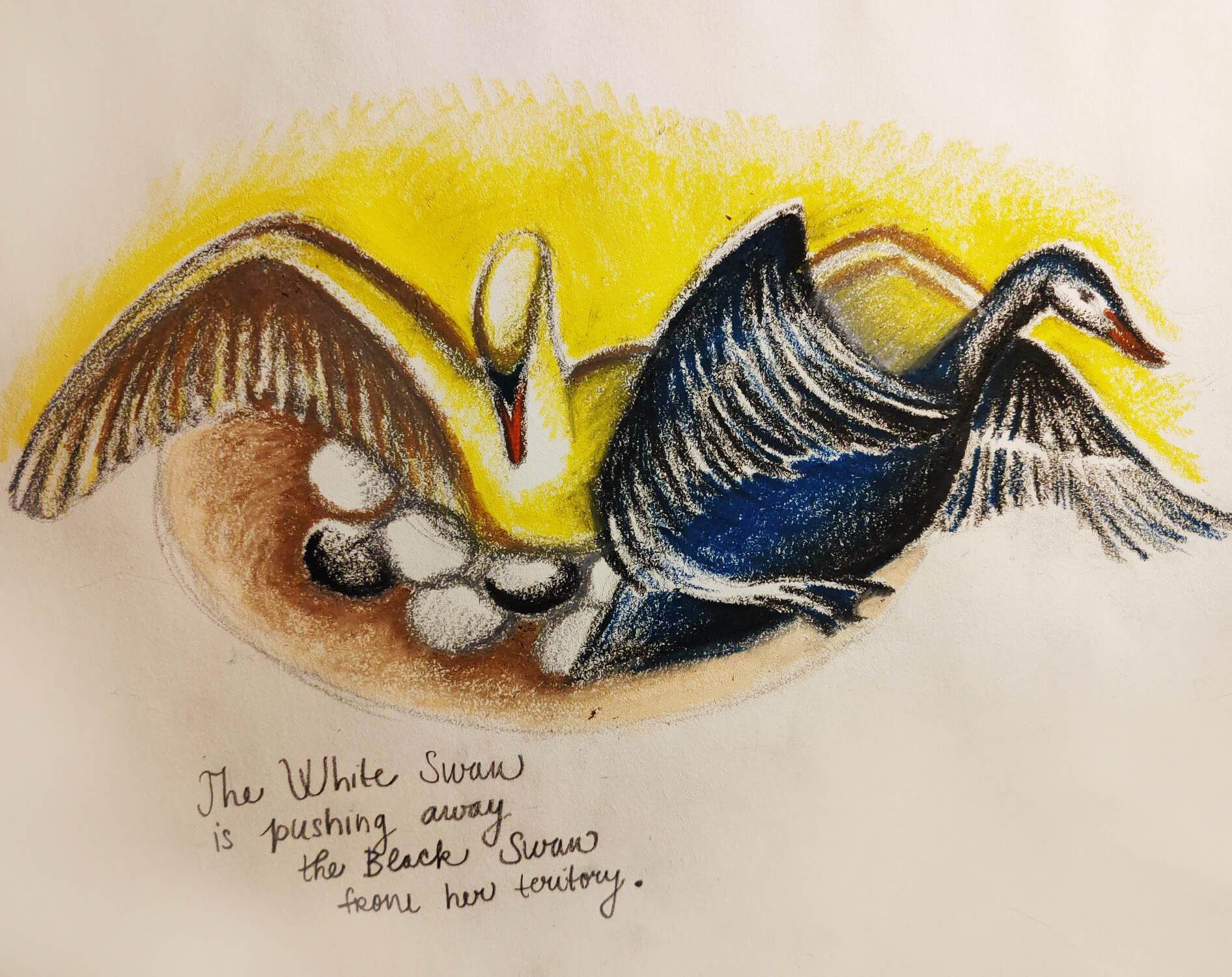 White and black swan drawing 2